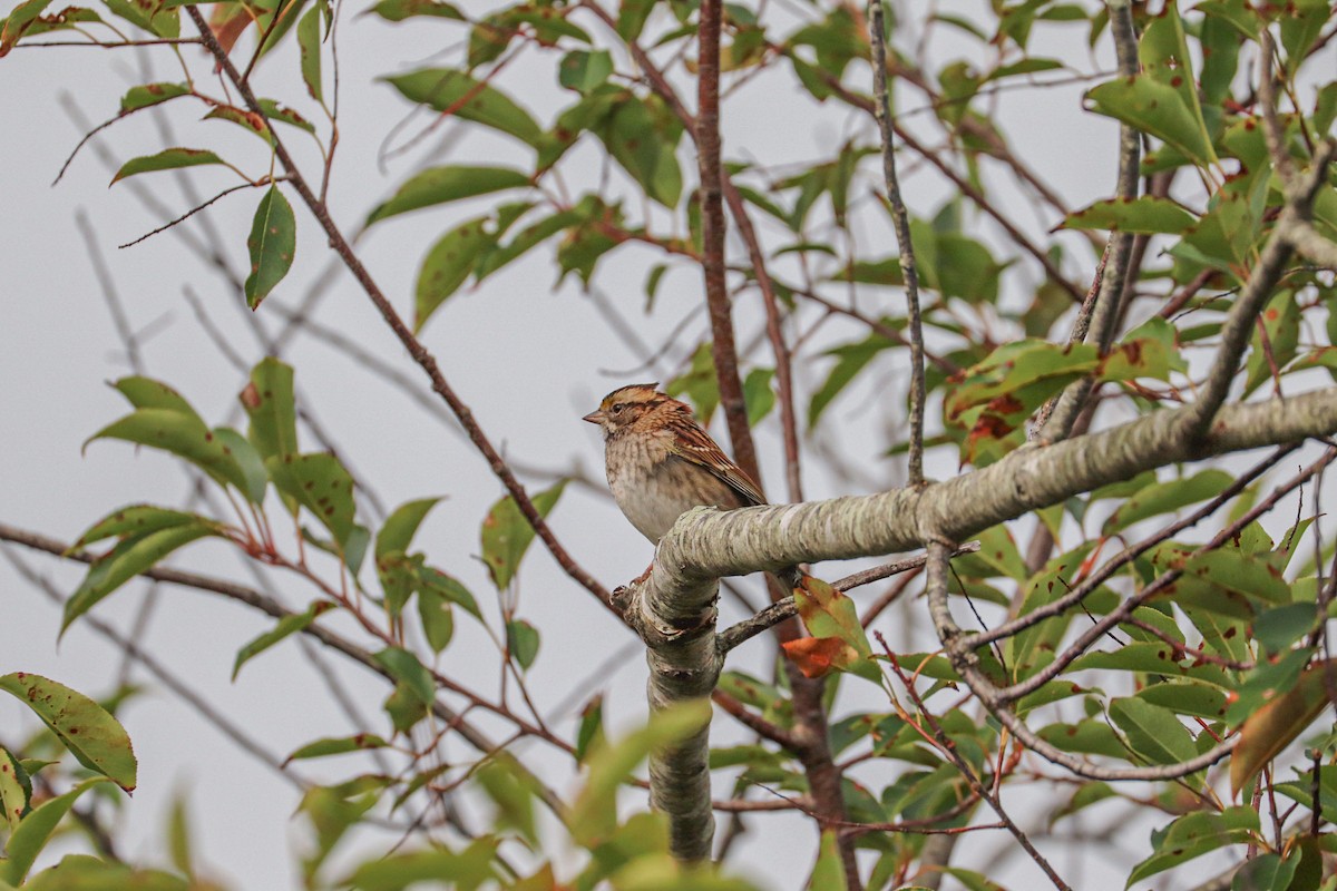 White-throated Sparrow - ML609475610