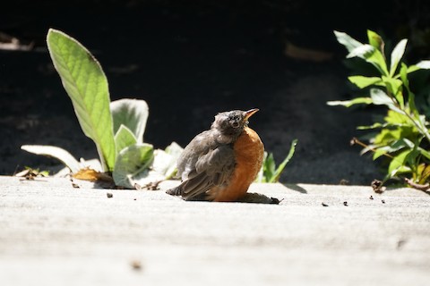 Birds of Brooklyn: Blue Jay - Brooklyn Botanic Garden