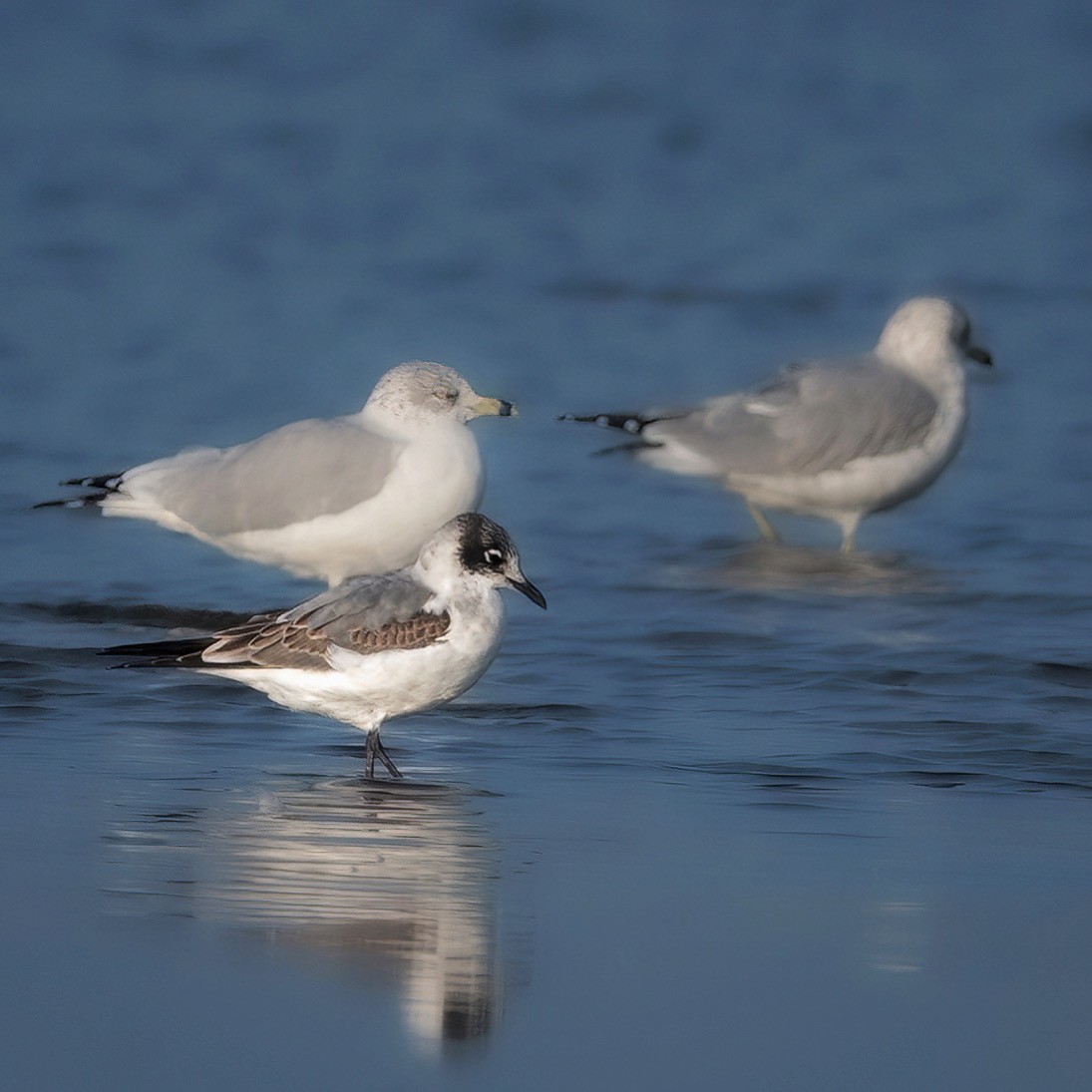 eBird Checklist 1 Oct 2023 RN de PointeYamachiche 15 species