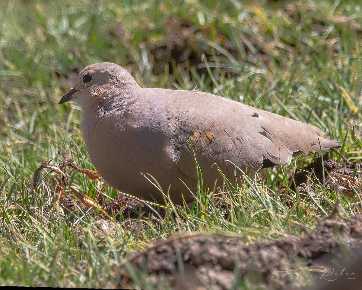 Golden-spotted Ground Dove - ML609476461