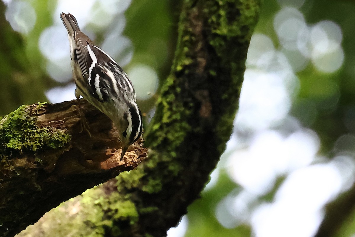 Black-and-white Warbler - ML609476646