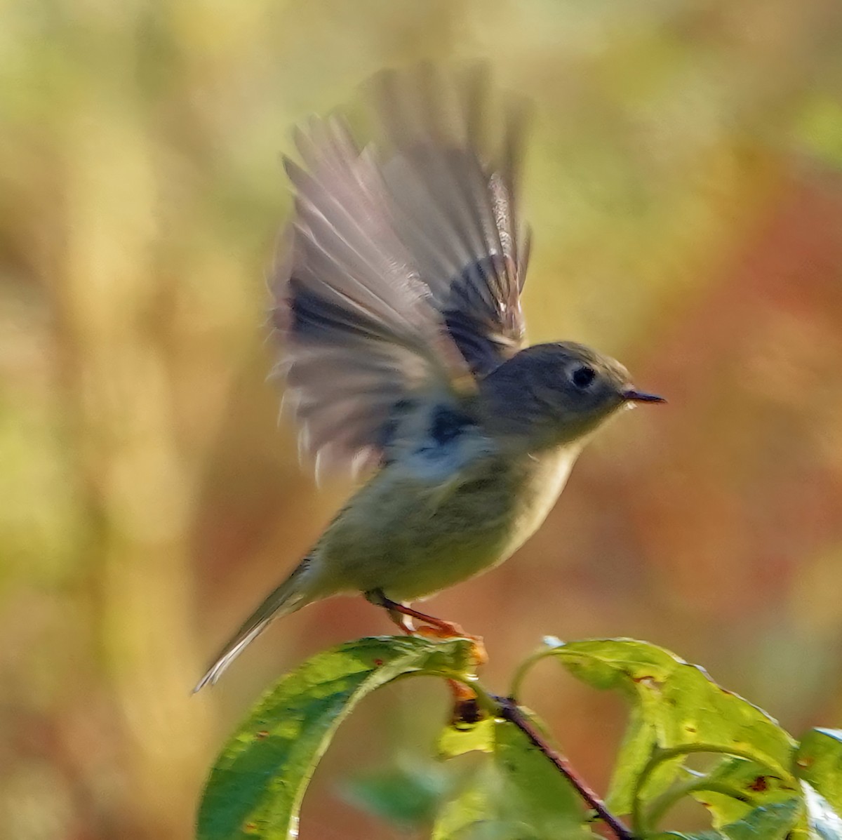 Ruby-crowned Kinglet - ML609476720