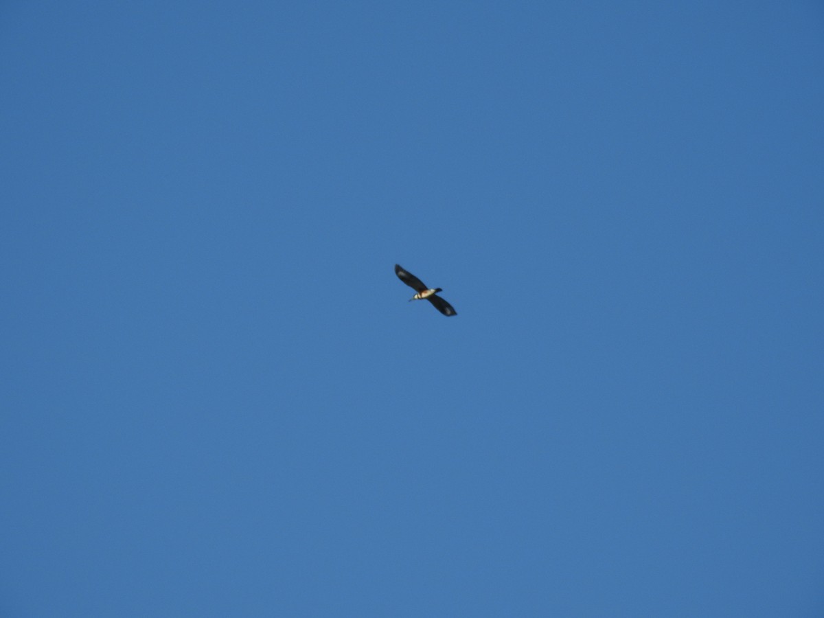Belted Kingfisher - ML609476727