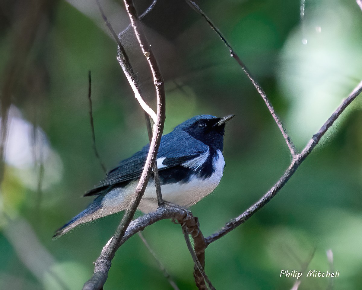 Black-throated Blue Warbler - ML609476930