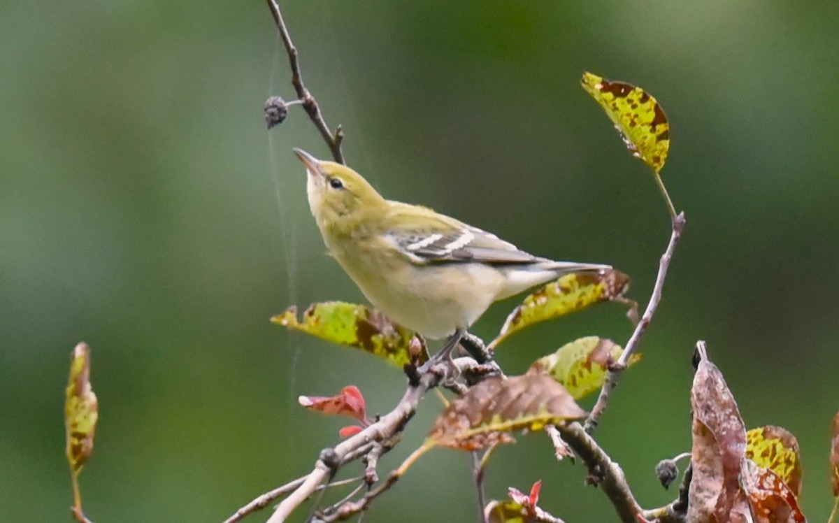 Bay-breasted Warbler - ML609477338