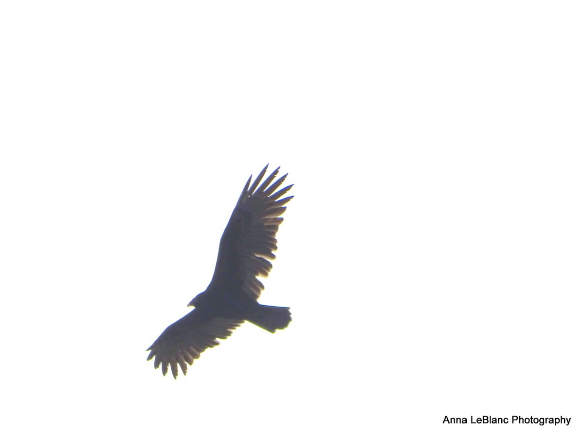 Turkey Vulture - ML609477591