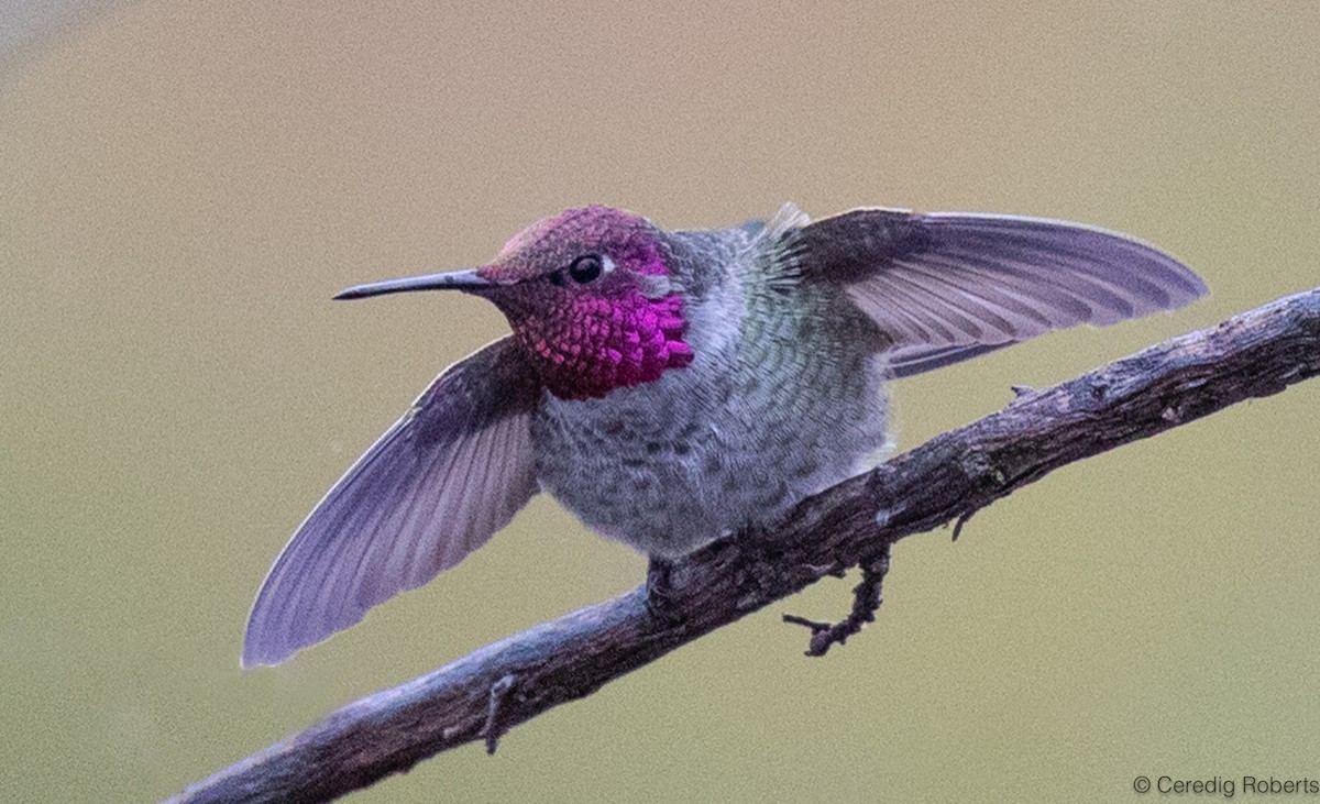 Colibrí de Anna - ML609477814