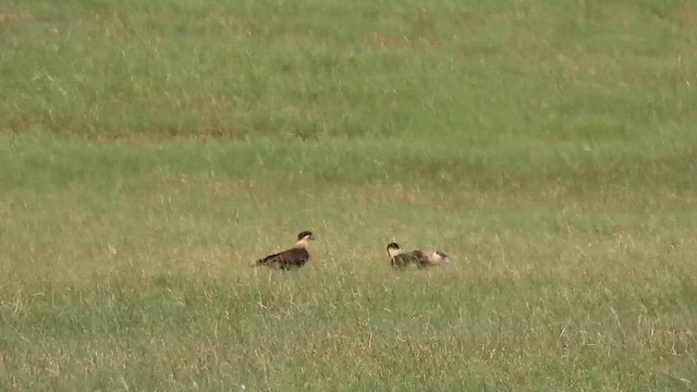 Caracara huppé (cheriway) - ML609478280