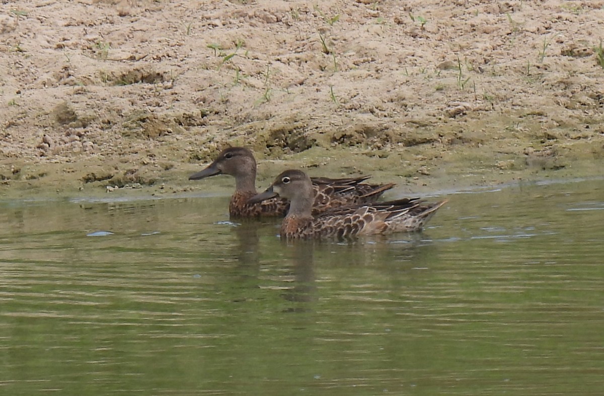 Blue-winged Teal - ML609478364