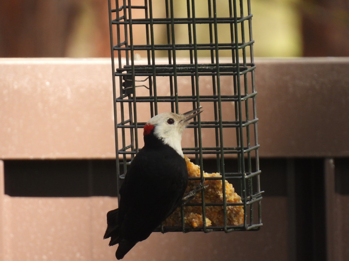 White-headed Woodpecker - John McKay