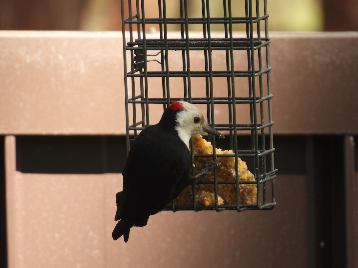 White-headed Woodpecker - ML609478502