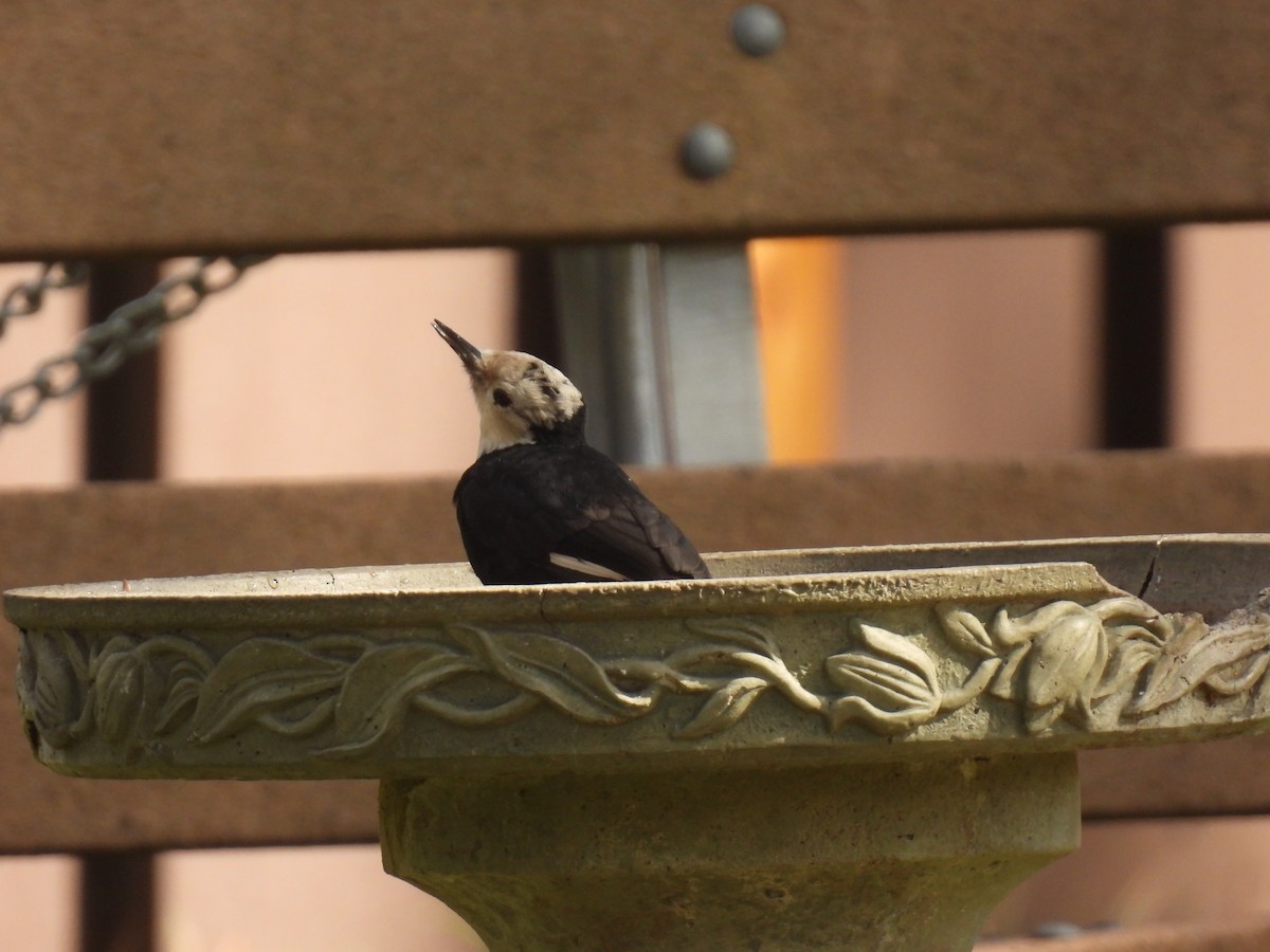 White-headed Woodpecker - ML609478518