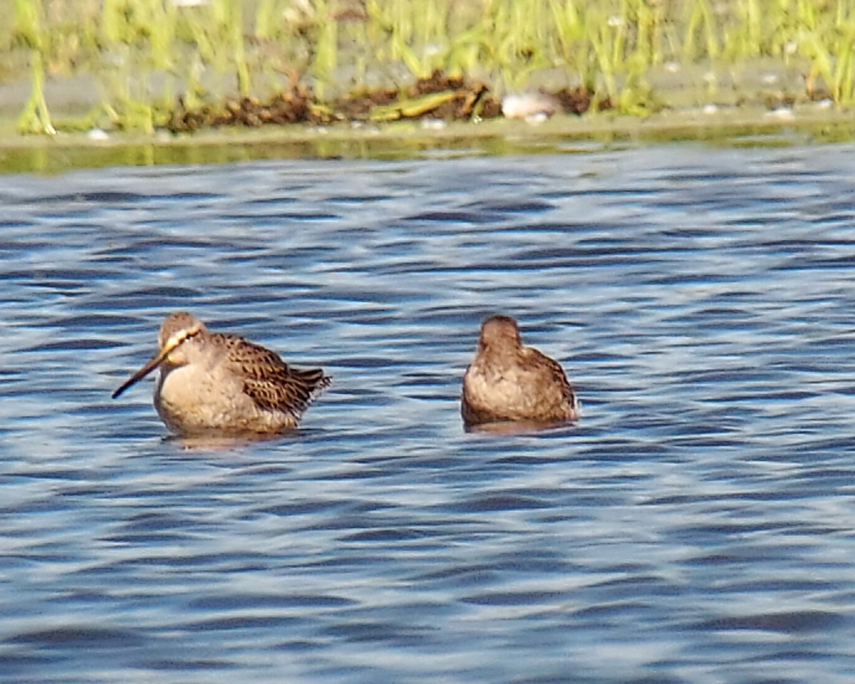 Long-billed Dowitcher - ML609478743
