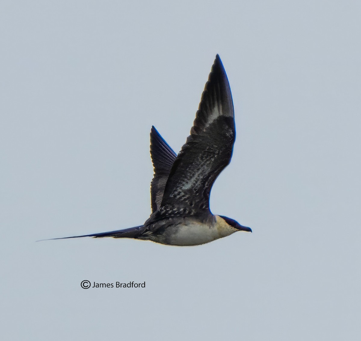 Long-tailed Jaeger - ML609479201