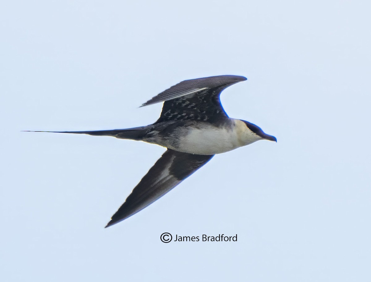 Long-tailed Jaeger - ML609479203