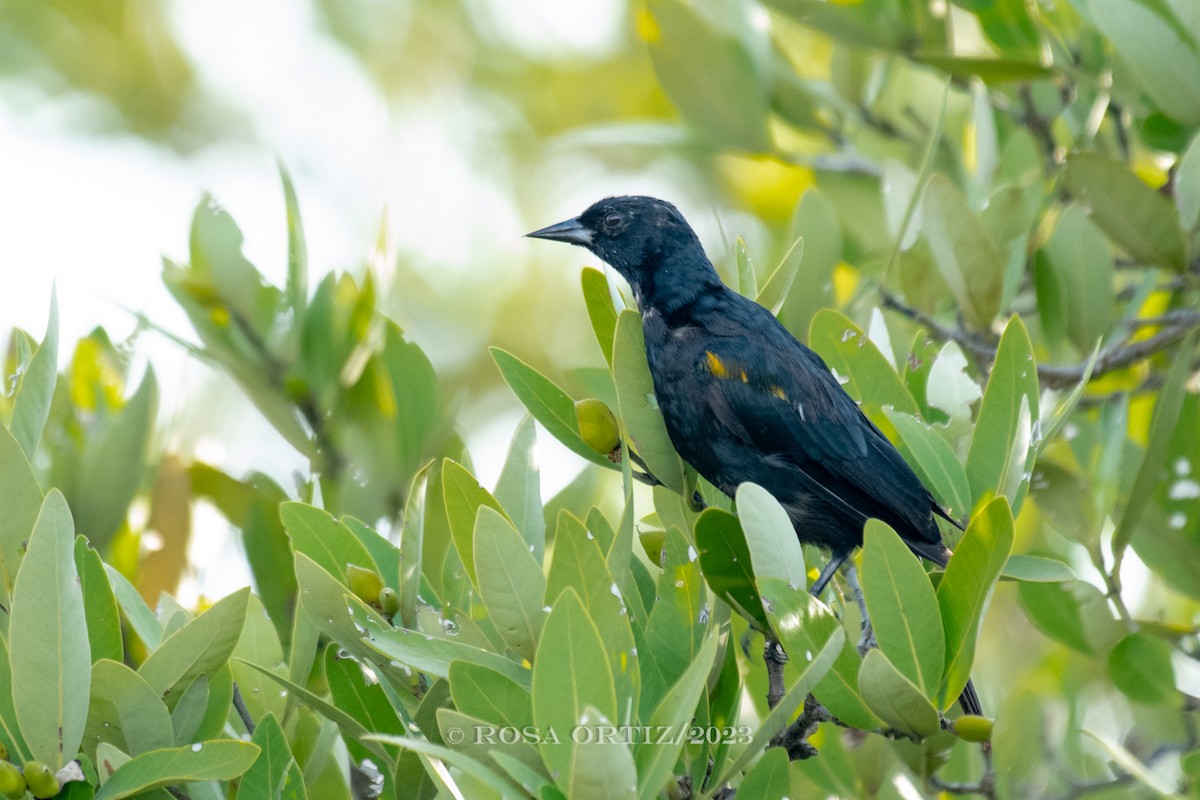 Yellow-shouldered Blackbird - Rosa Ortiz
