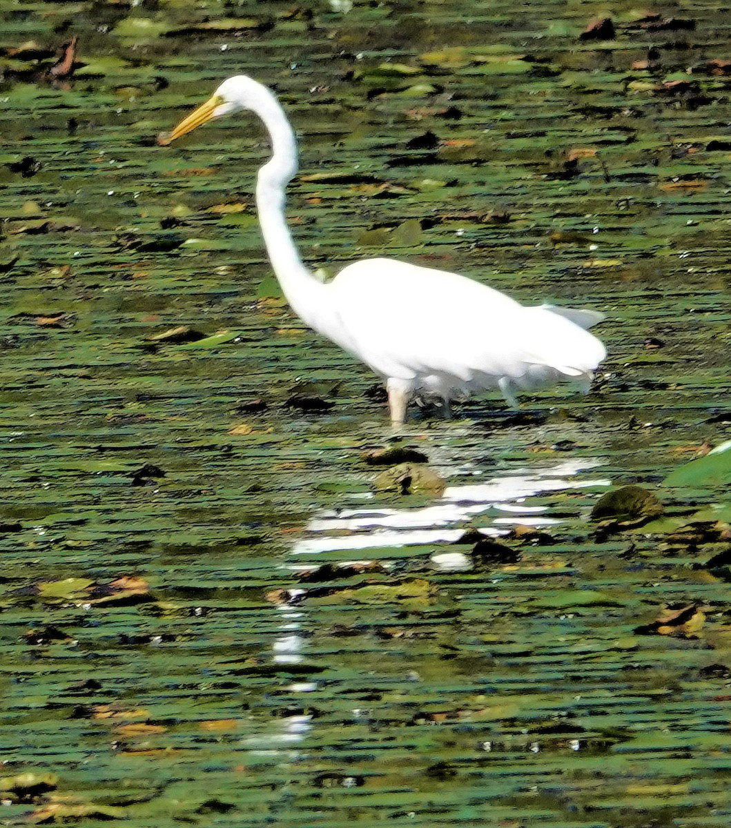 Great Egret - ML609479555