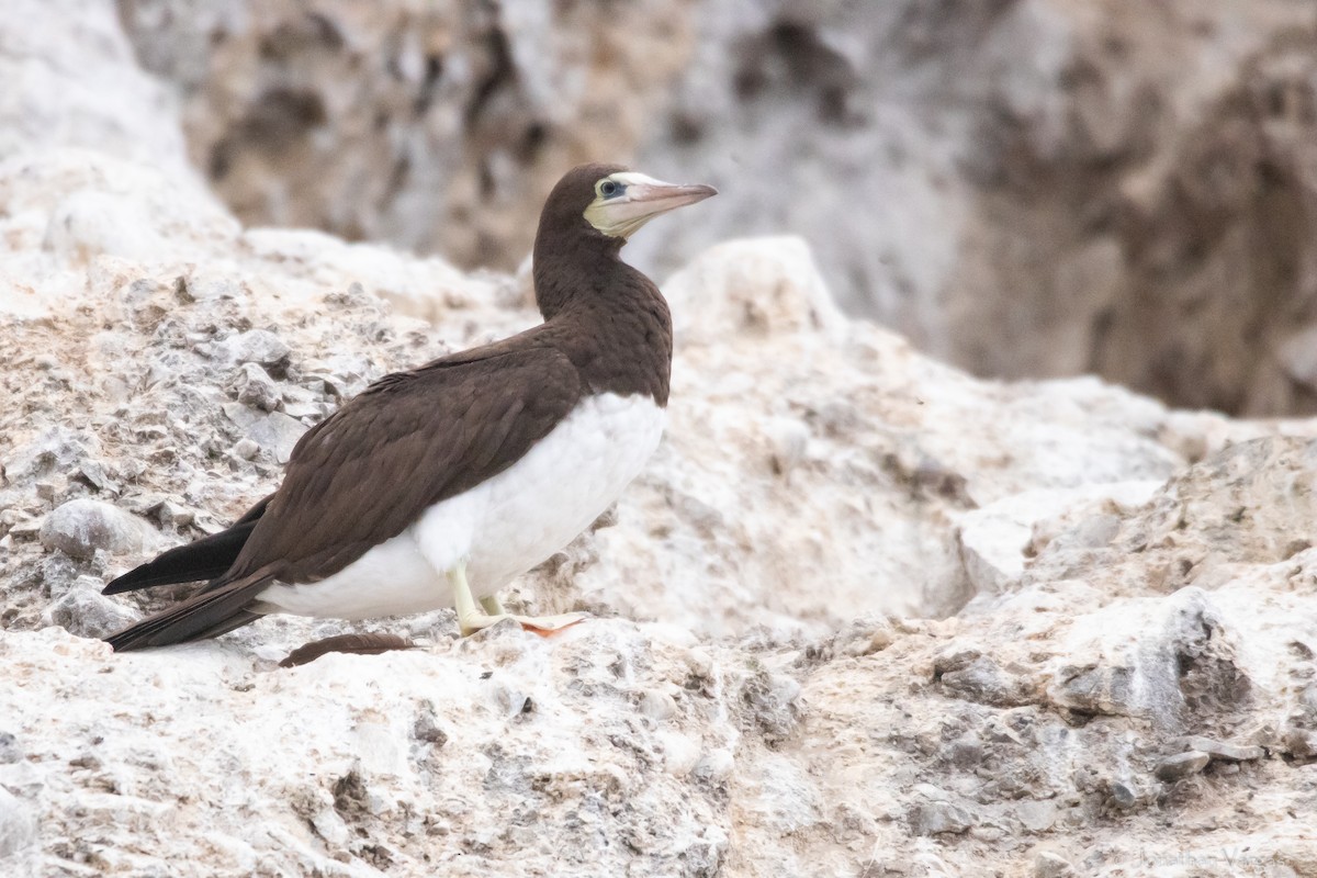 Brown Booby - ML609479877