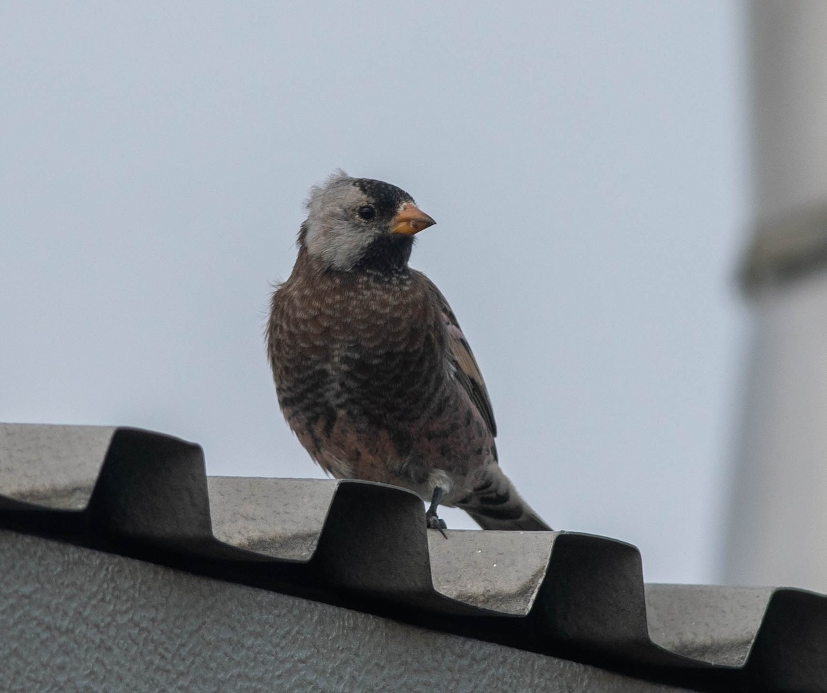 Gray-crowned Rosy-Finch (Aleutian and Kodiak Is.) - Clive Harris