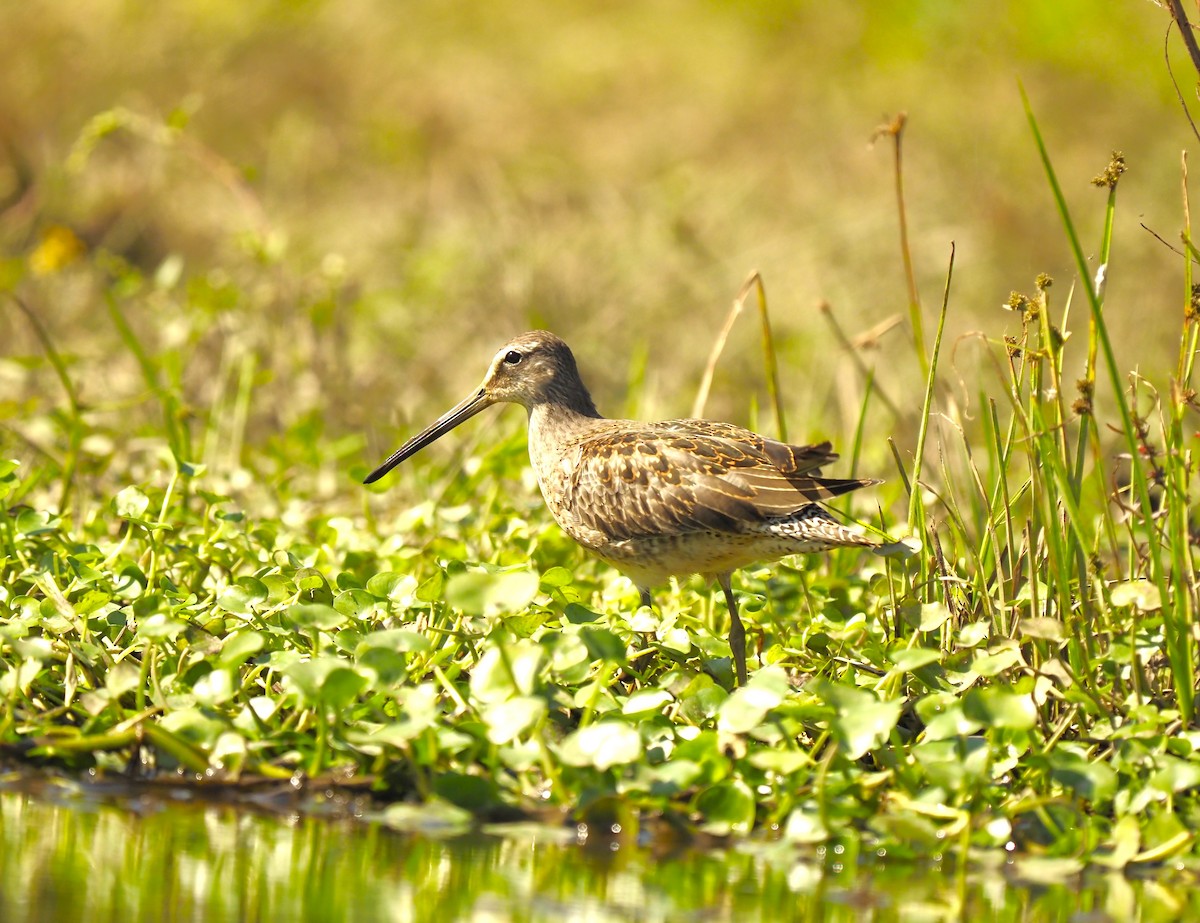 Long-billed Dowitcher - ML609480500