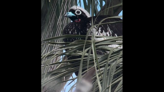 Black-fronted Piping-Guan - ML609480668