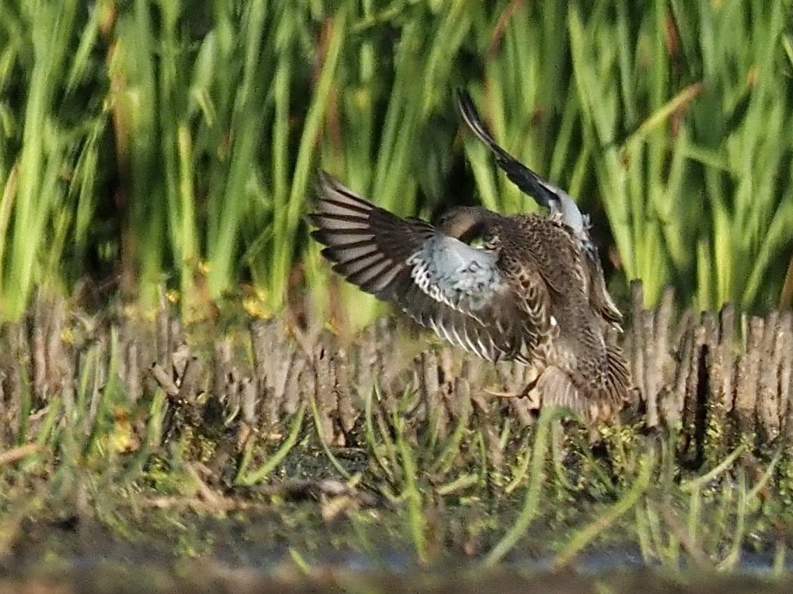 Blue-winged Teal - ML609480688