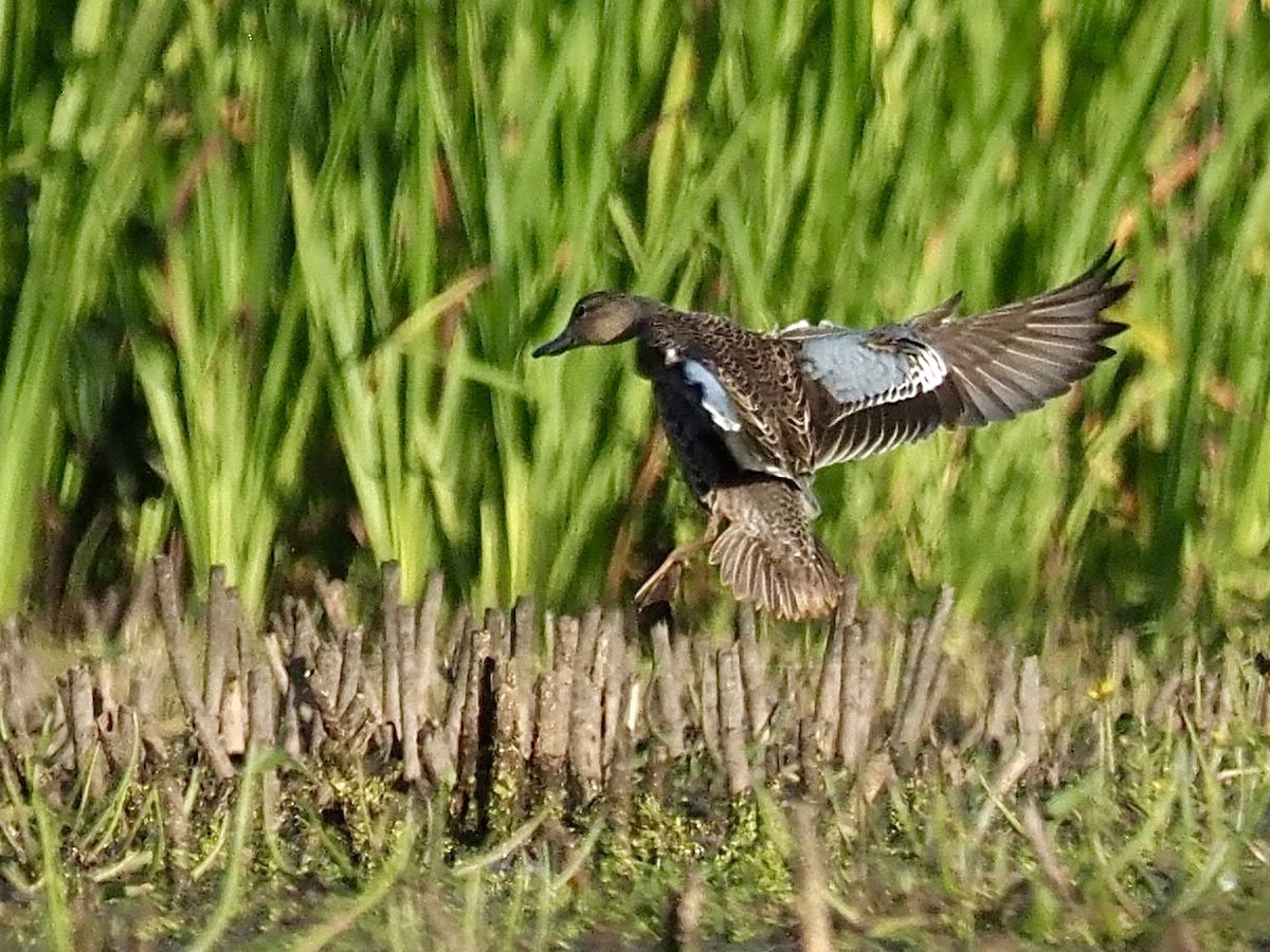 Blue-winged Teal - ML609480690