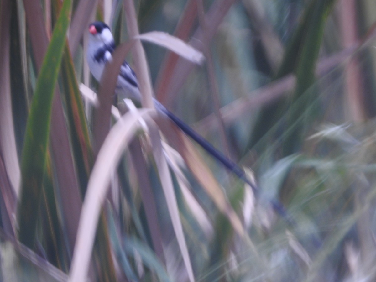 Pin-tailed Whydah - ML609480911