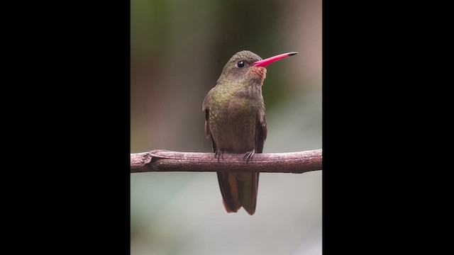 Gilded Hummingbird - ML609480942