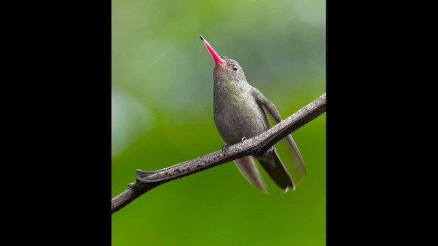 Gilded Hummingbird - ML609480948