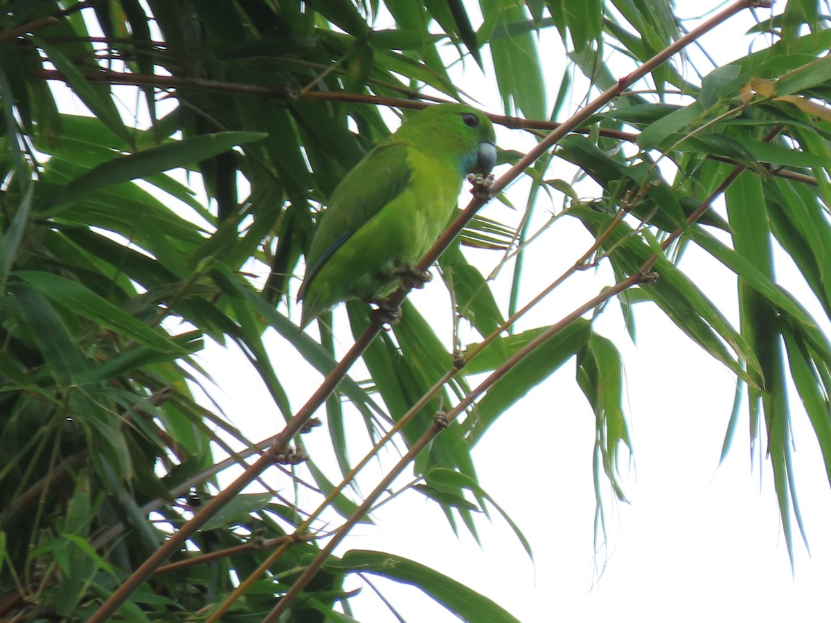 Filipin İncir Papağanı - ML609481139