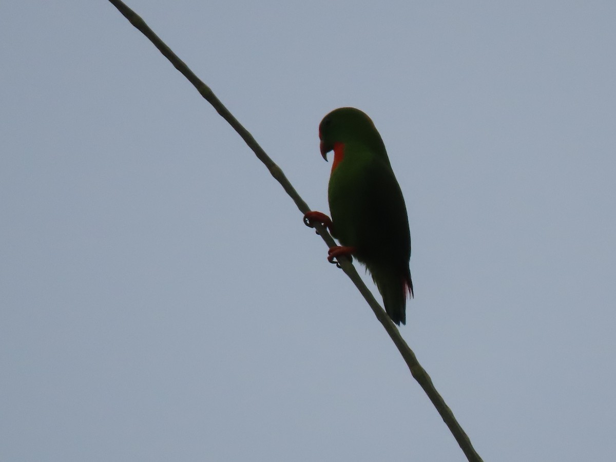 Philippine Hanging-Parrot - ML609481144