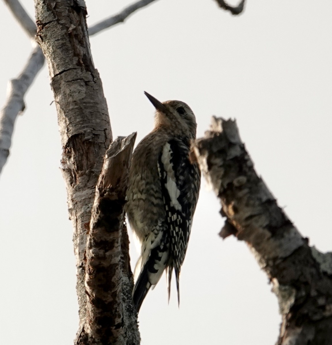 Yellow-bellied Sapsucker - ML609481629