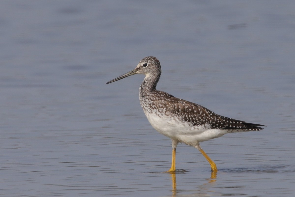 Greater Yellowlegs - ML609481822