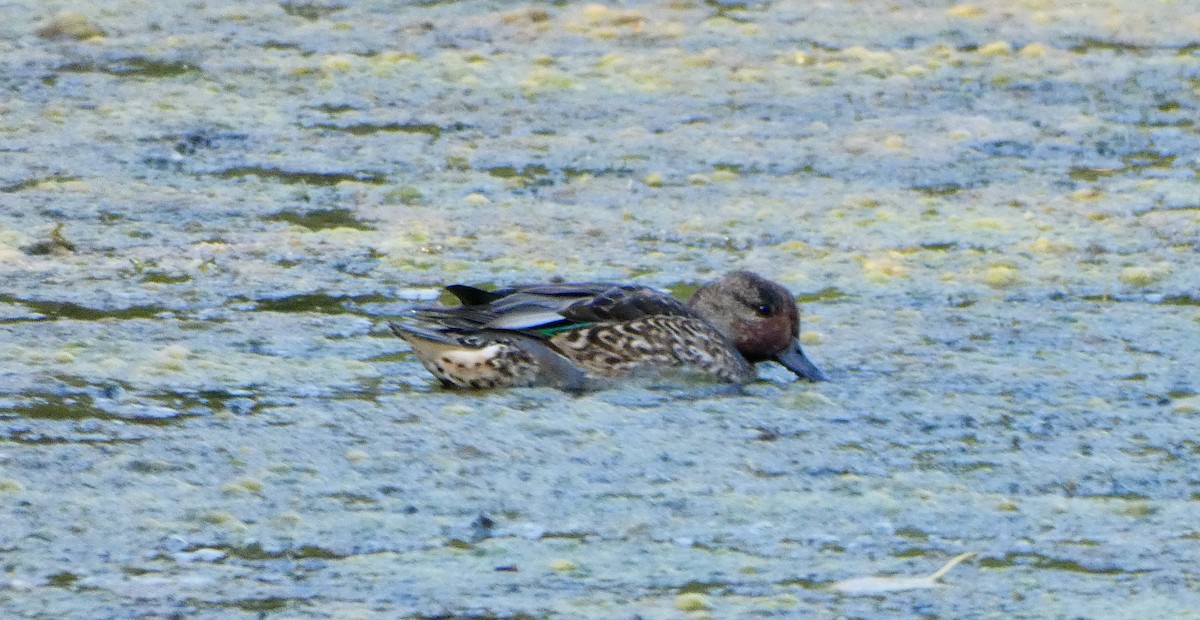 Green-winged Teal - ML609481951