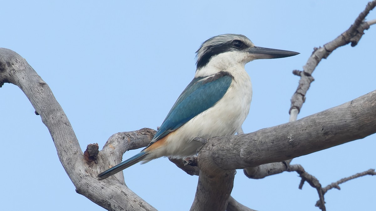 Red-backed Kingfisher - ML609482016
