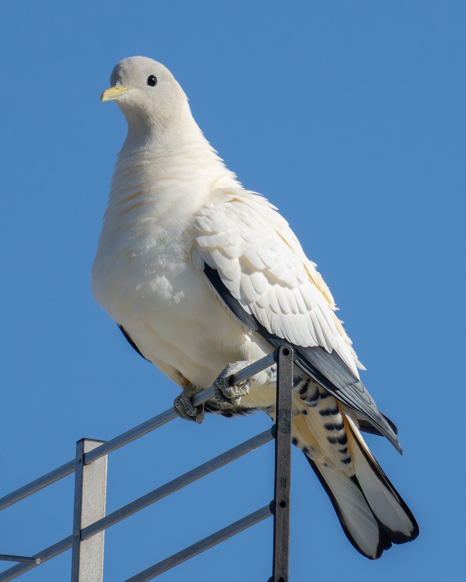 Torresian Imperial-Pigeon - Bernadett Kery