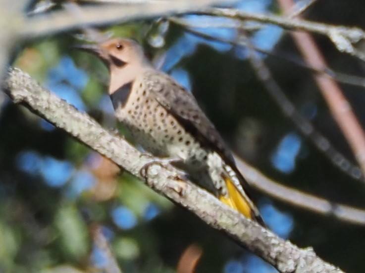 Northern Flicker (Yellow-shafted) - ML609482598