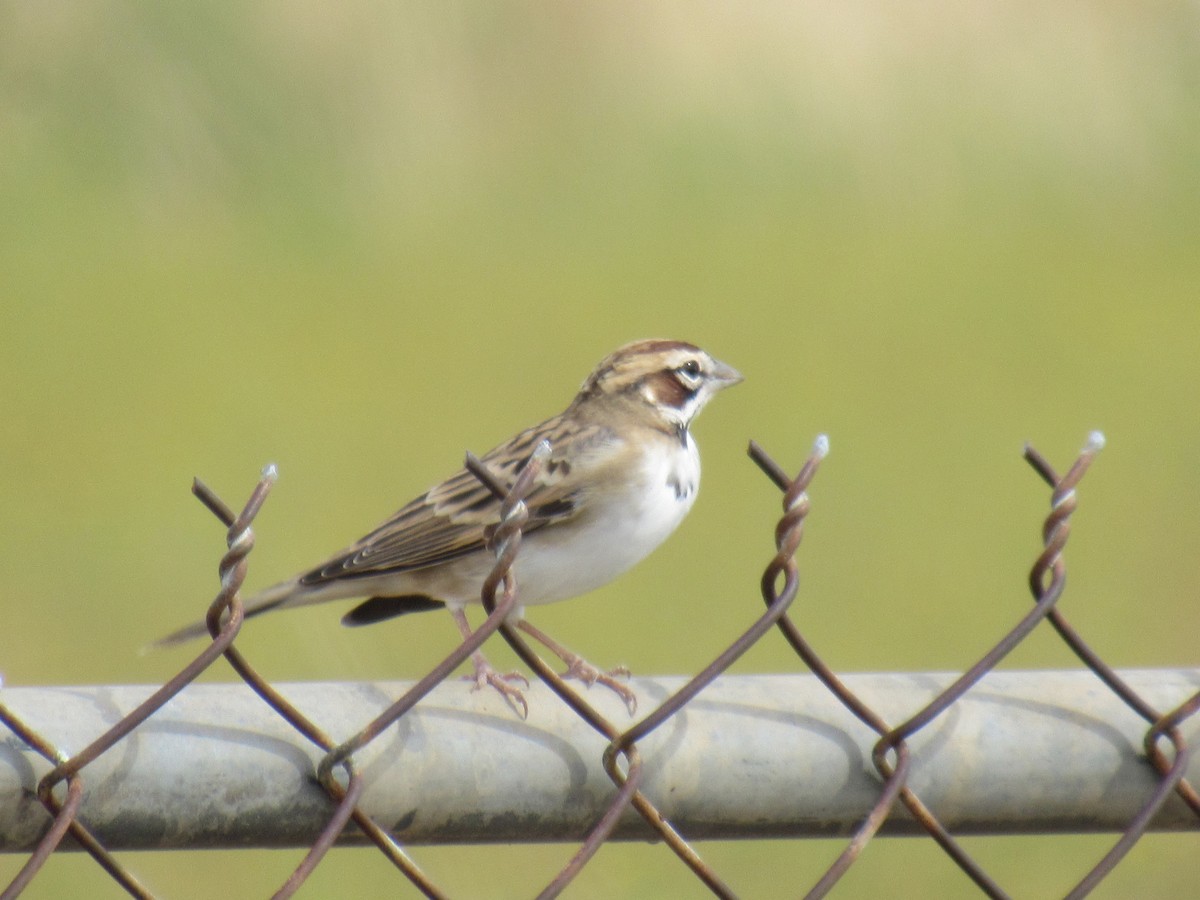 Lark Sparrow - Debra Halter
