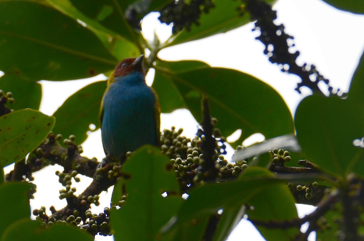 Bay-headed Tanager - ML609483043