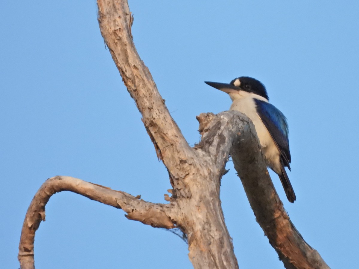 Forest Kingfisher - ML609483045