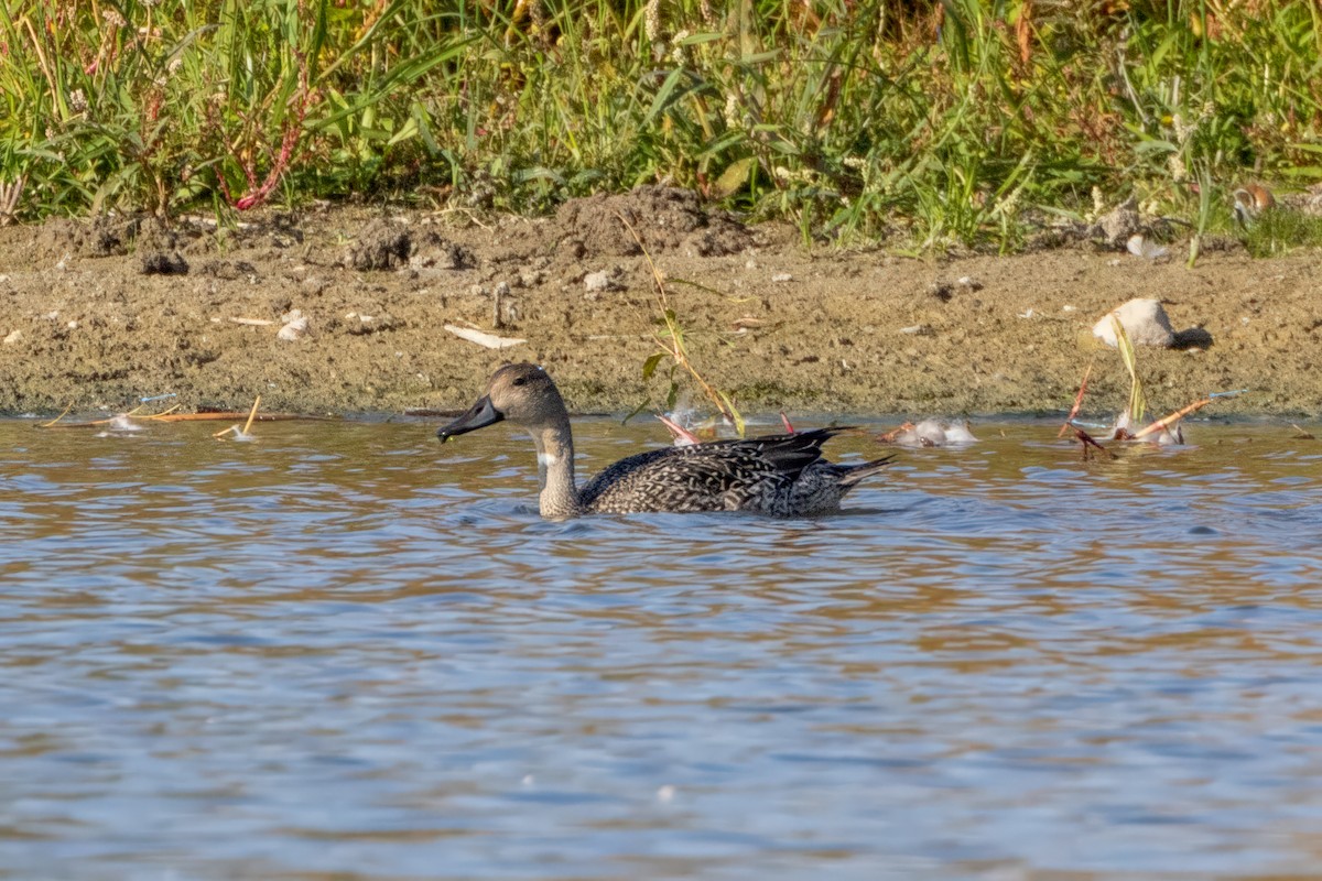 Northern Pintail - ML609483124