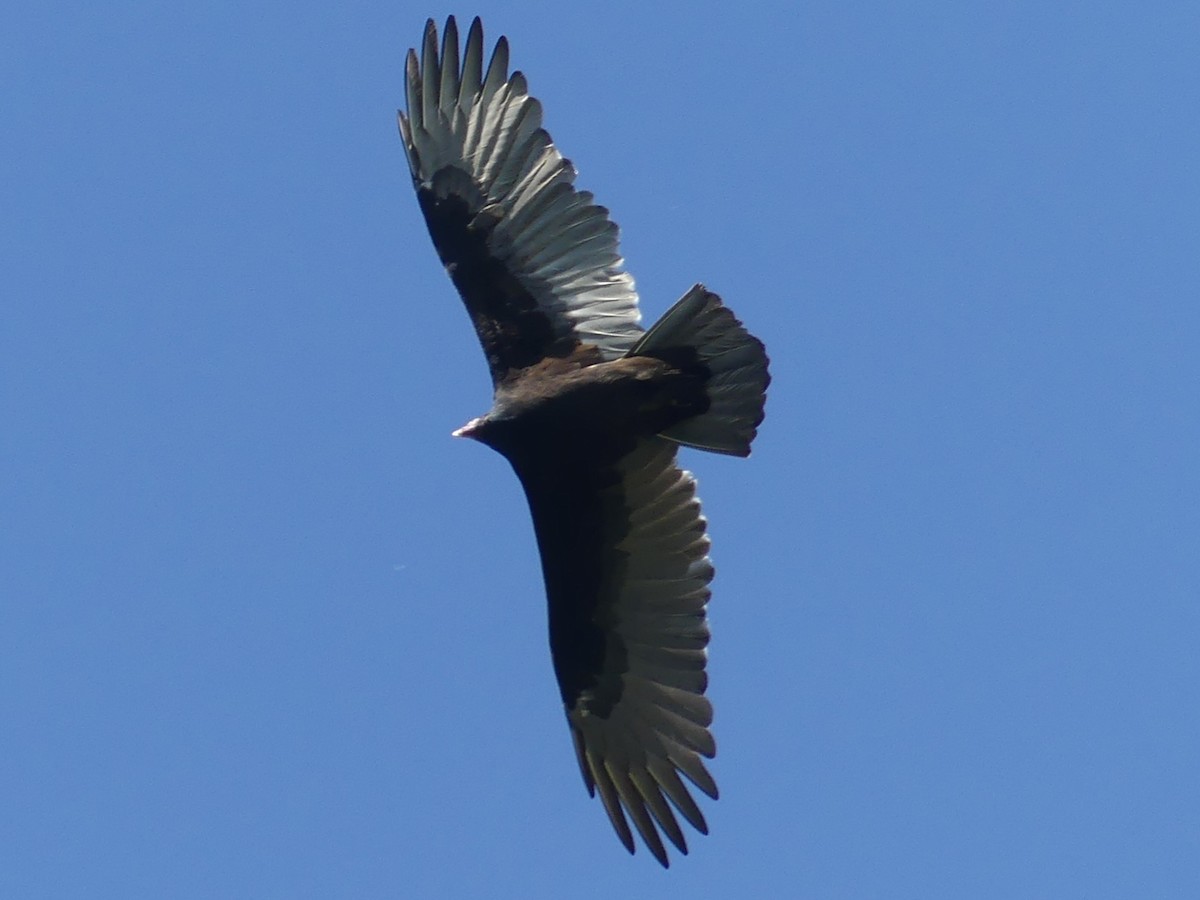Turkey Vulture - Valerie Cid
