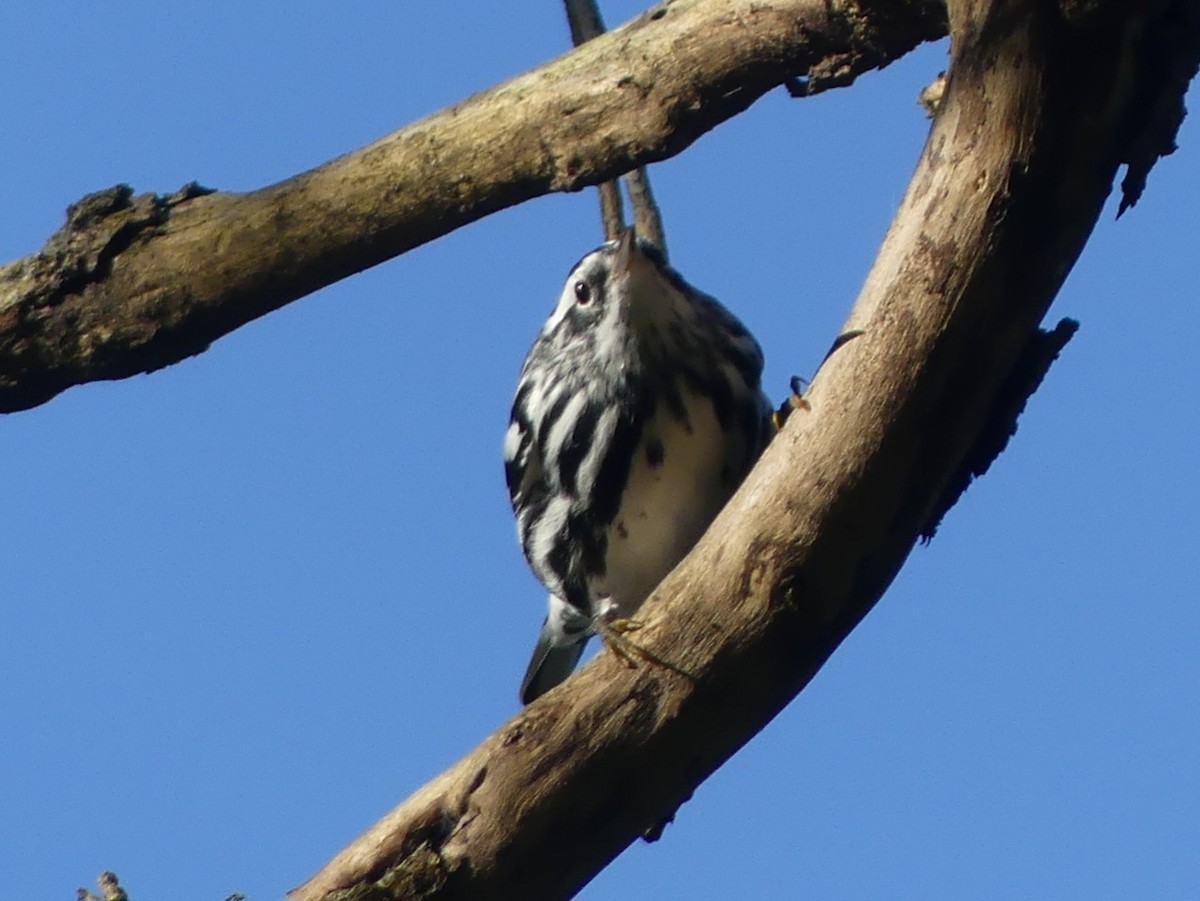 Black-and-white Warbler - ML609483208