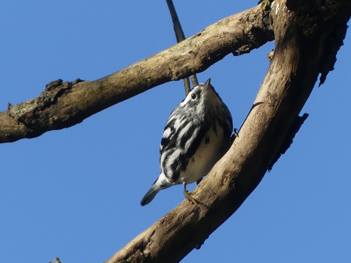 Black-and-white Warbler - ML609483209