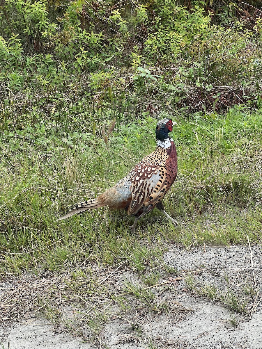 Ring-necked Pheasant - ML609483689
