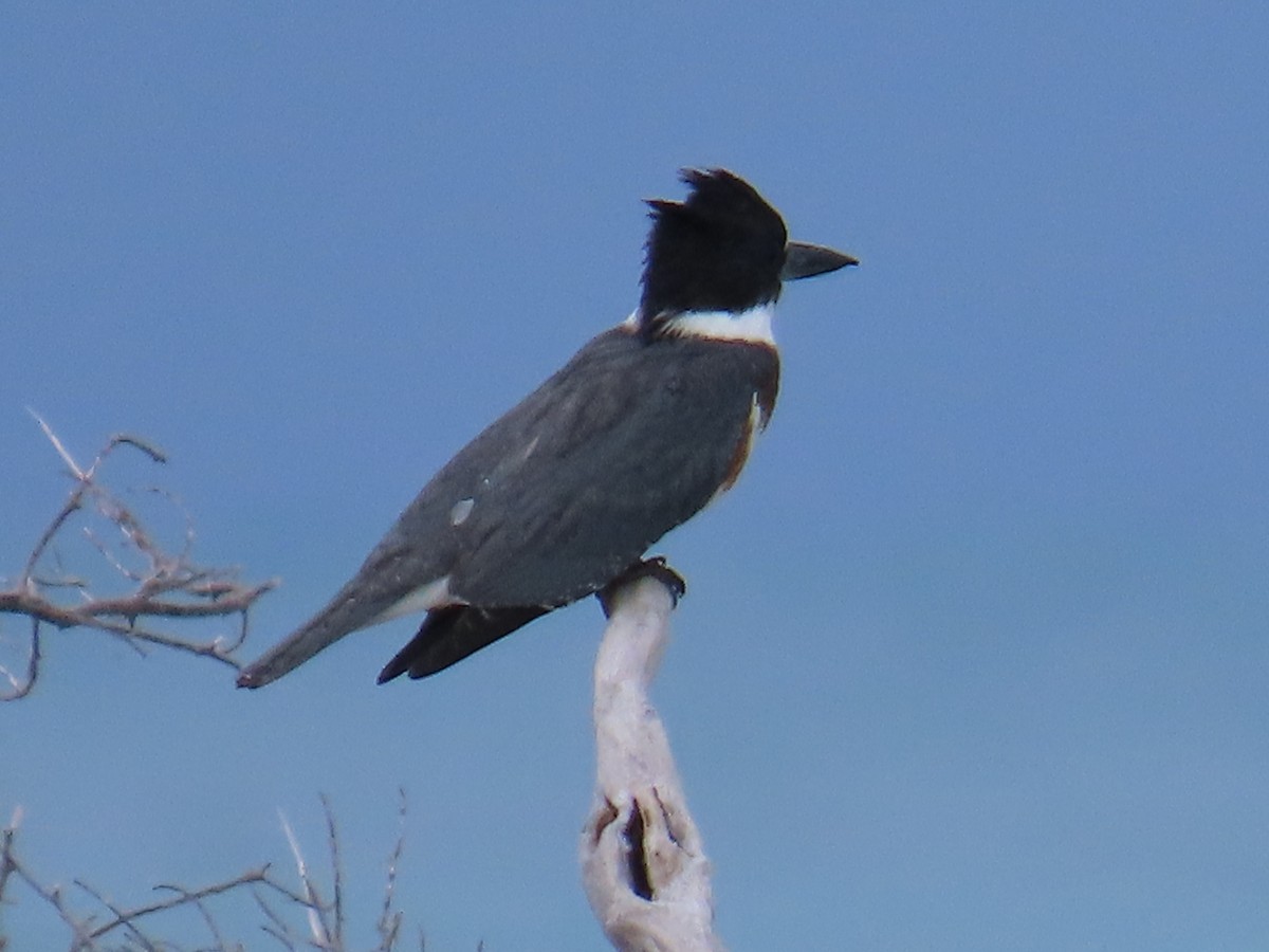 Belted Kingfisher - ML609483879