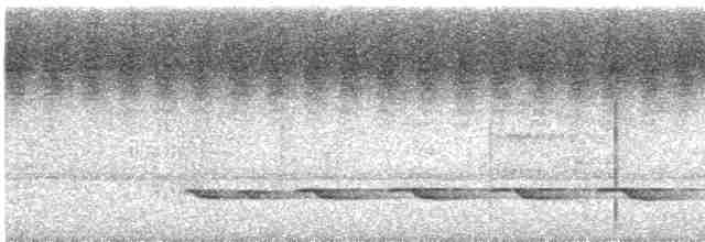 Weißschulter-Ameisenvogel - ML609484199