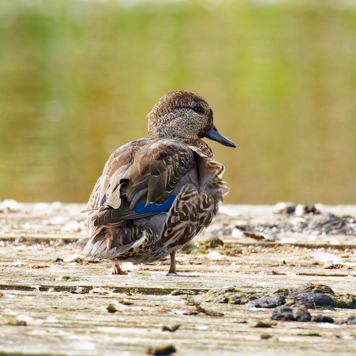 Blue-winged Teal - ML609484586