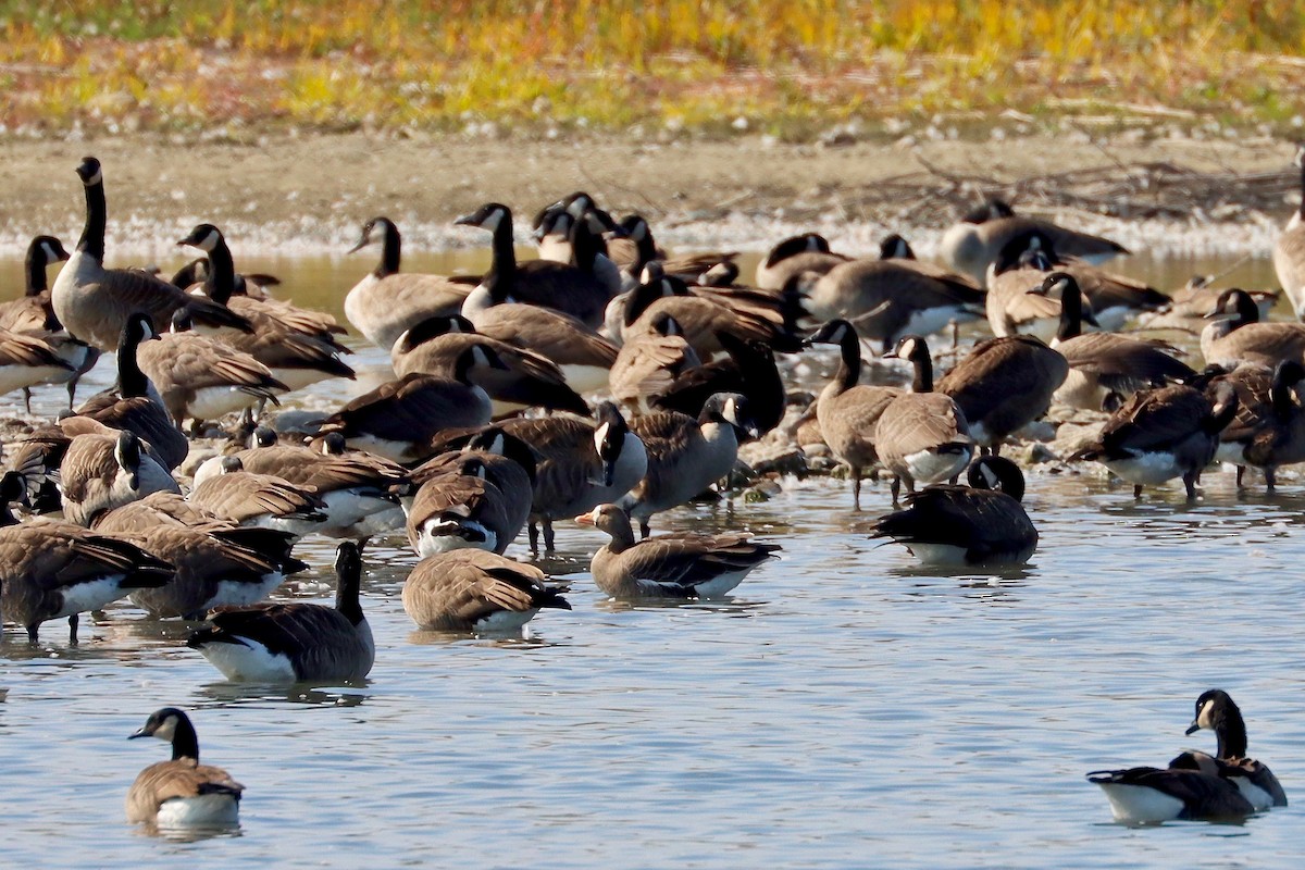 Greater White-fronted Goose - ML609485129